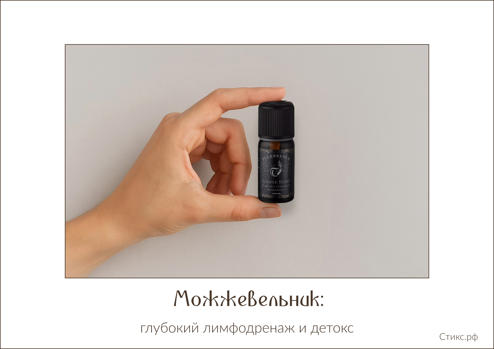 Можжевельник: глубокий лимфодренаж и детокс Можжевельник: глубокий лимфодренаж и детокс